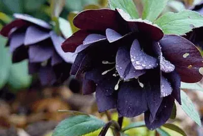 hellebore pour A