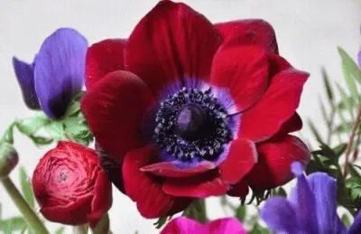 anÃ©mones jigsaw puzzle