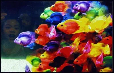 Rainbow Fish jigsaw puzzle