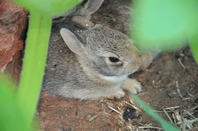 Squeek