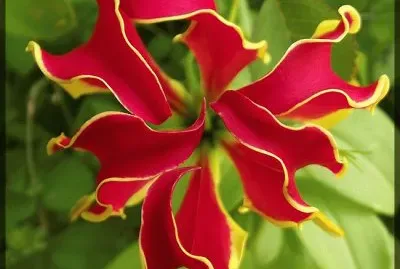 gloriosa jigsaw puzzle