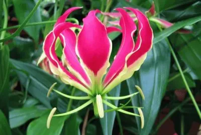 gloriosa jigsaw puzzle
