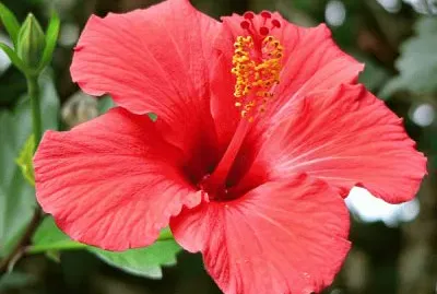 hibiscus jigsaw puzzle