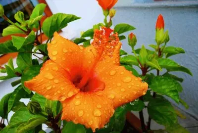 hibiscus jigsaw puzzle