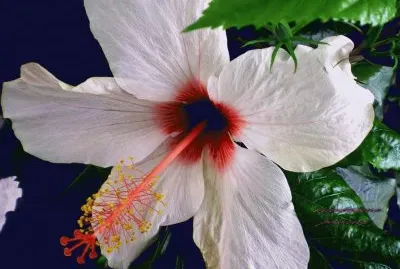 hibiscus jigsaw puzzle