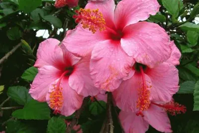 hibiscus jigsaw puzzle