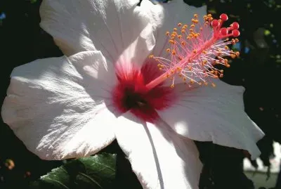 hibiscus jigsaw puzzle