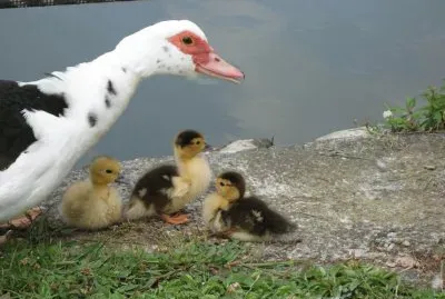 DUCKS