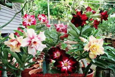flores