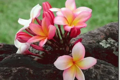 flores no tronco
