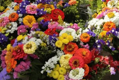 muitas flores