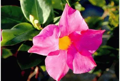 dipladenia