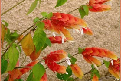 plante aux crevettes