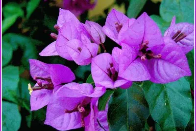 bougainvillÃ©e