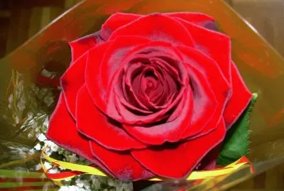 Rosa de Sant Jordi
