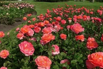 - rosas jigsaw puzzle