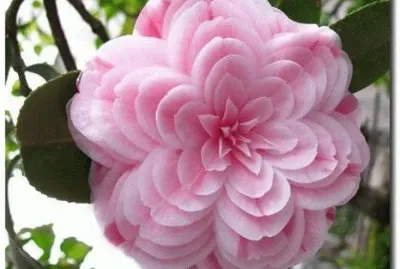 flor jigsaw puzzle