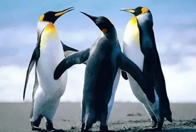 - pinguim jigsaw puzzle