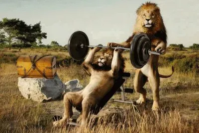 Leones en el gimnasio.