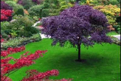 Verde y Violeta