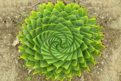 aloÃ©s spiral