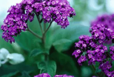 Heliotrope