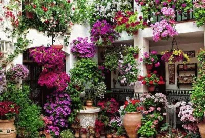 Flowers around the House