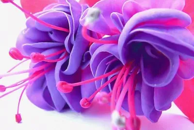 Fuschia jigsaw puzzle