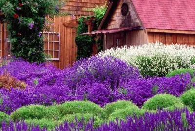 פאזל של Lavender Farm Washington USA