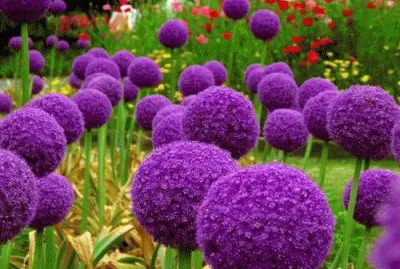 Alliums