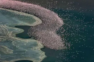 Flamencos Miles. jigsaw puzzle