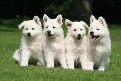 - cachorro,(02)