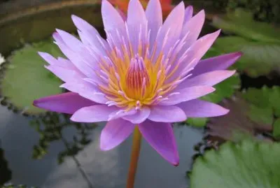 lotus