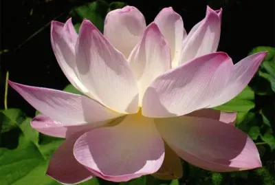lotus