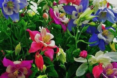 flor