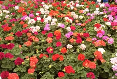 flores jigsaw puzzle