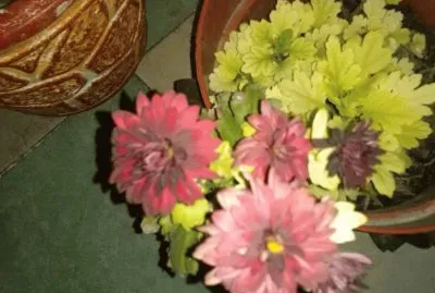 flores