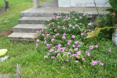 flores del campo