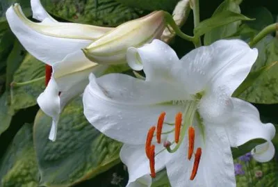 fleurs: lys jigsaw puzzle