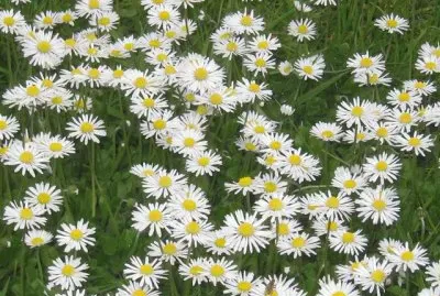 fleurs des champs