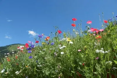 fleurs des champs