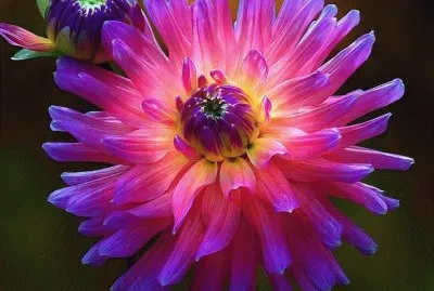 Dahlia