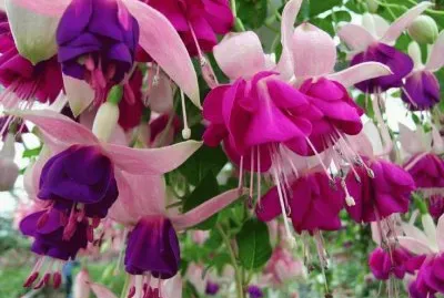 Fuschia 's