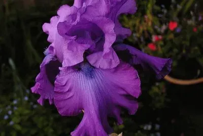 Iris