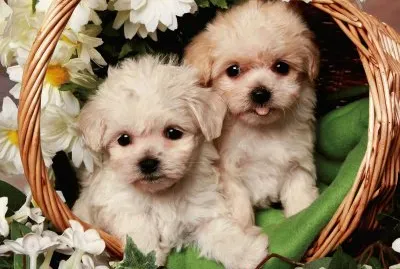 PERRITOS