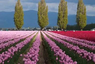 Cielo Arboles Tulipanes