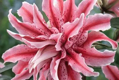 fleurs: lys jigsaw puzzle