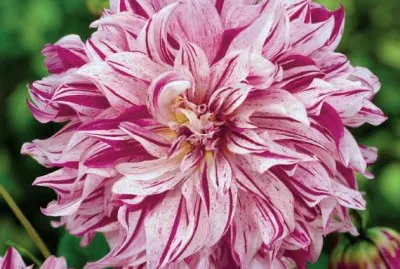 fleurs: dalhia