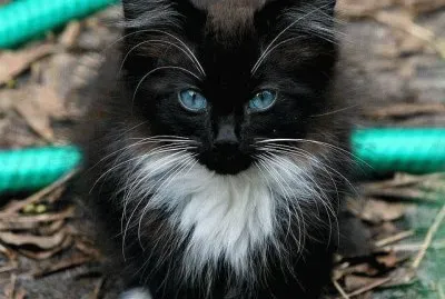 פאזל של chaton