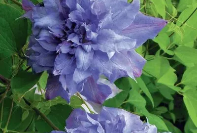 fleurs: clÃ©matite
